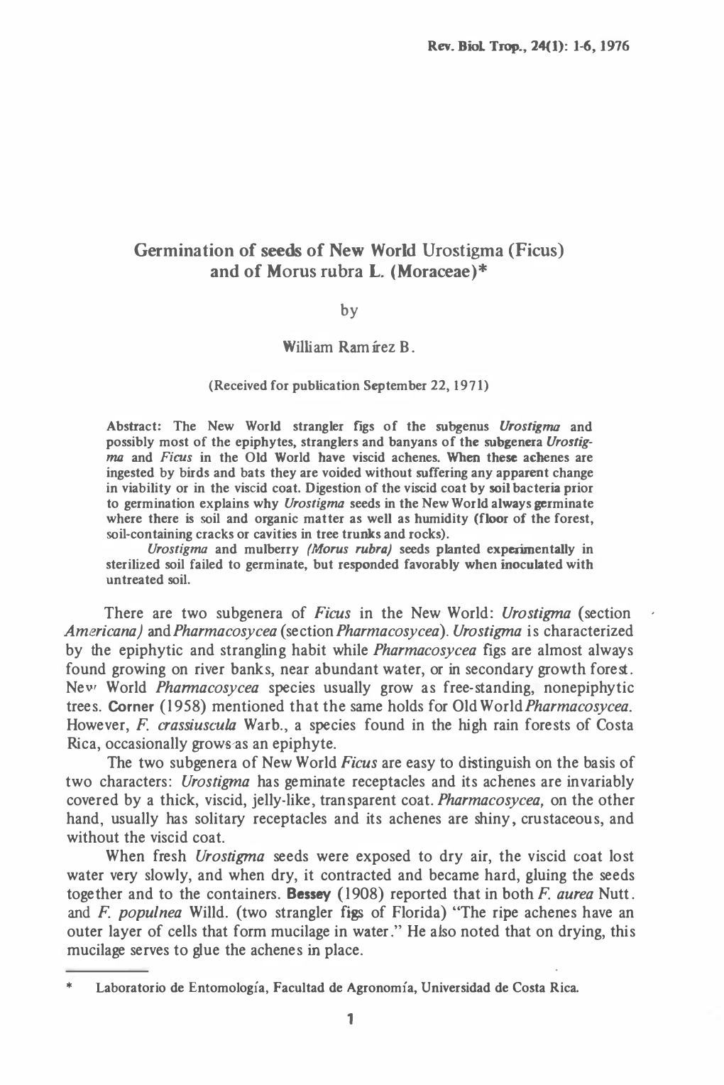 Germination of Seeds of New World Urostigma (Ficus) and of Morus Rubra L