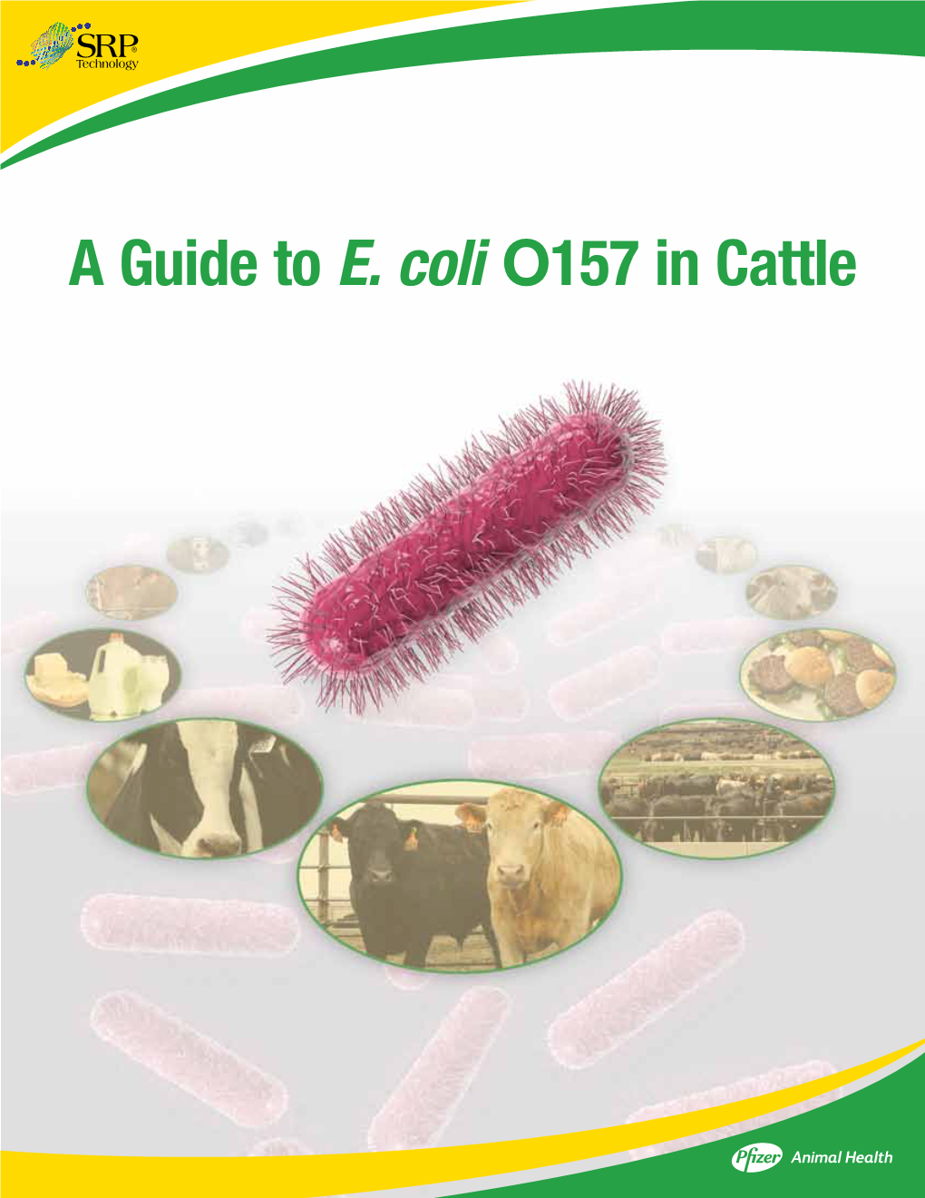 A Guide to E. Coli O157 in Cattle