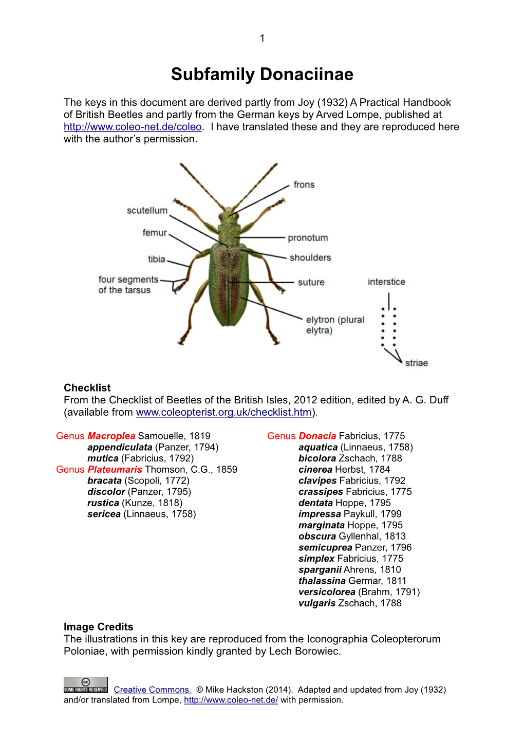 Subfamily Donaciinae