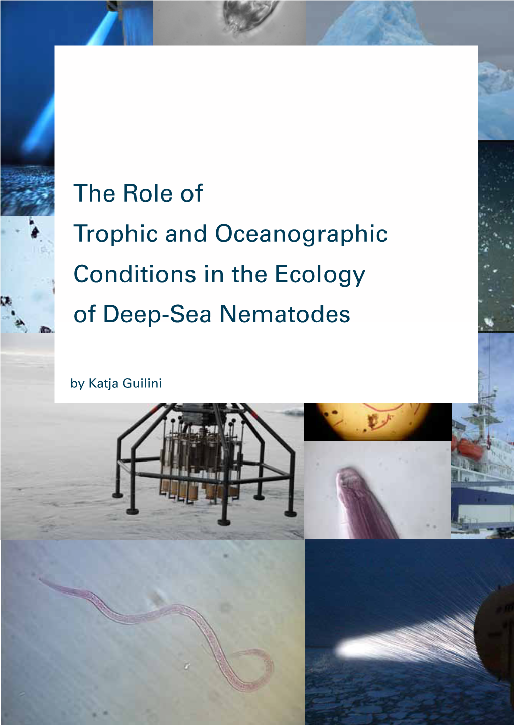 The Role of Trophic and Oceanographic Conditions in the Ecology of Deep-Sea Nematodes
