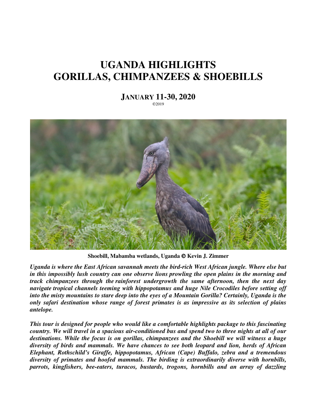 Uganda Highlights Gorillas, Chimpanzees & Shoebills