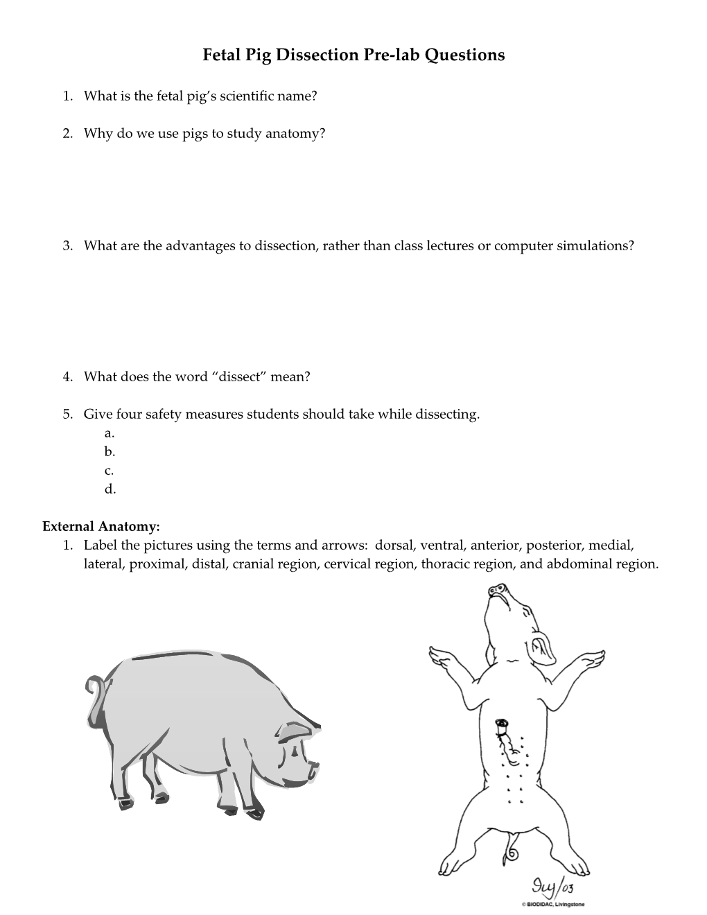 Fetal Pig Dissection