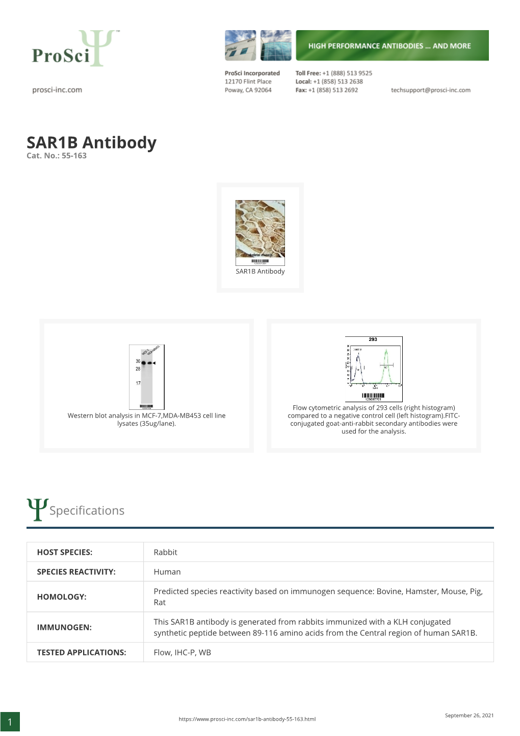 SAR1B Antibody Cat