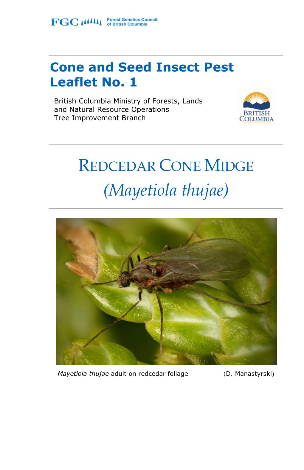 REDCEDAR CONE MIDGE (Mayetiola Thujae)