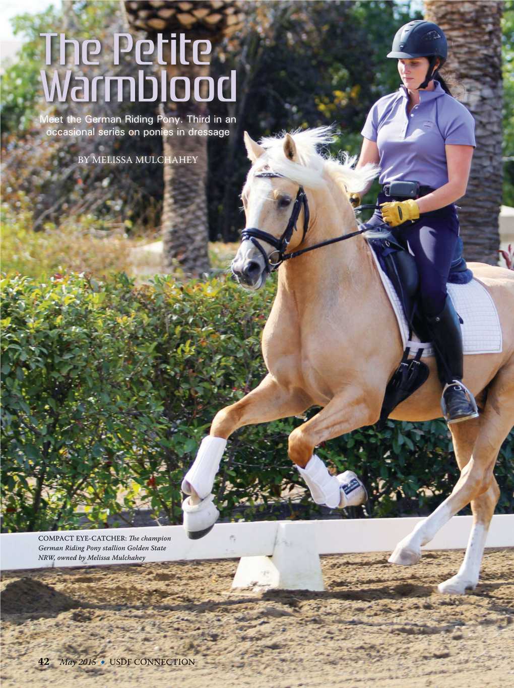 The Petite Warmblood Meetm Theh Ggerman Rridingidi Ppony