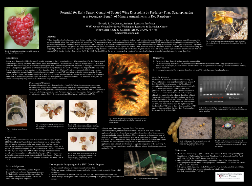 Potential for Early Season Control of Spotted Wing Drosophila by Predatory Flies, Scathophagidae As a Secondary Benefit of Manure Amendments in Red Raspberry