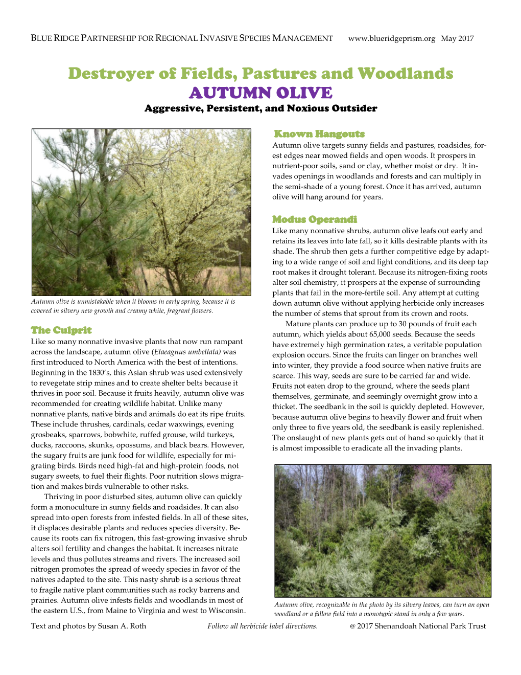 AUTUMN OLIVE Aggressive, Persistent, and Noxious Outsider
