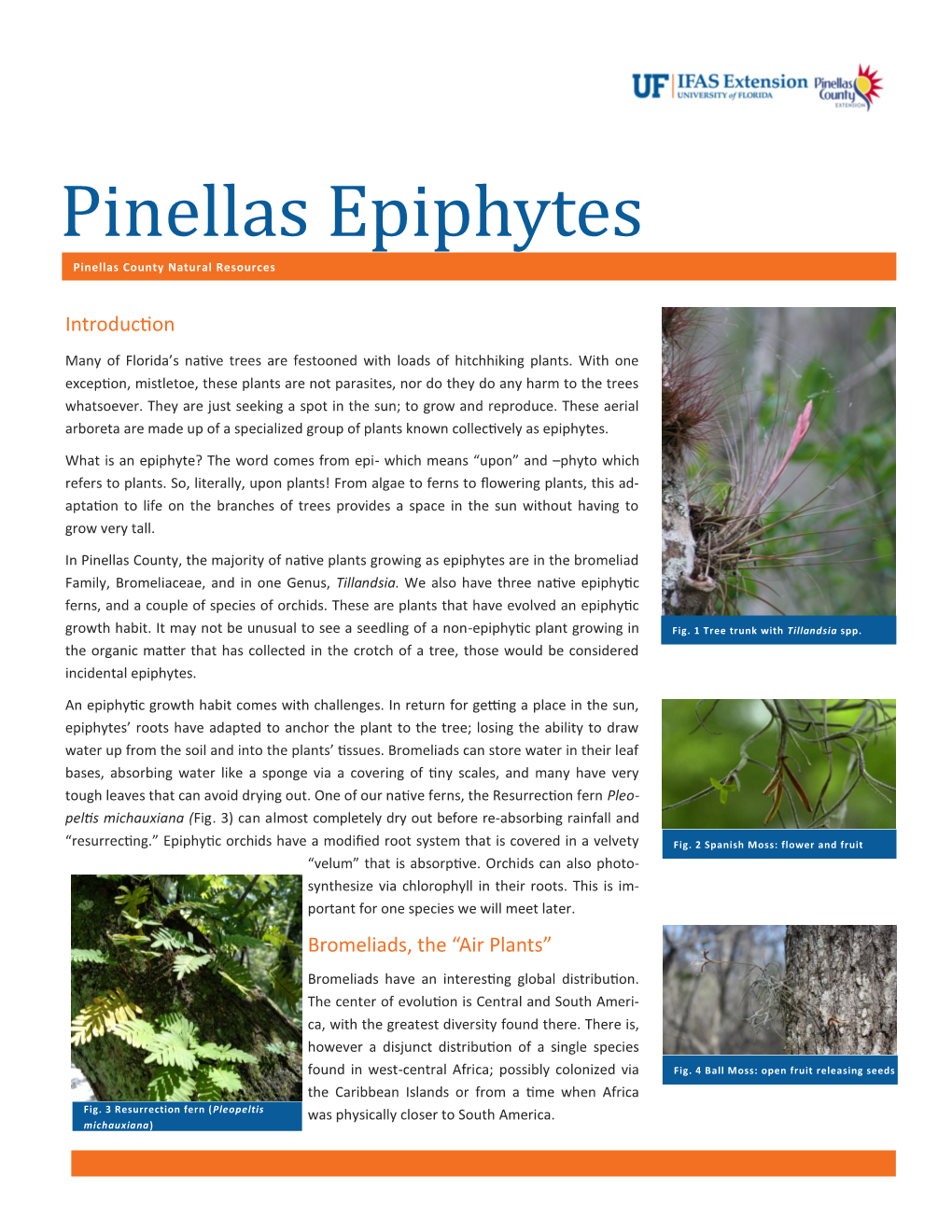 Epiphytes in Pinellas County