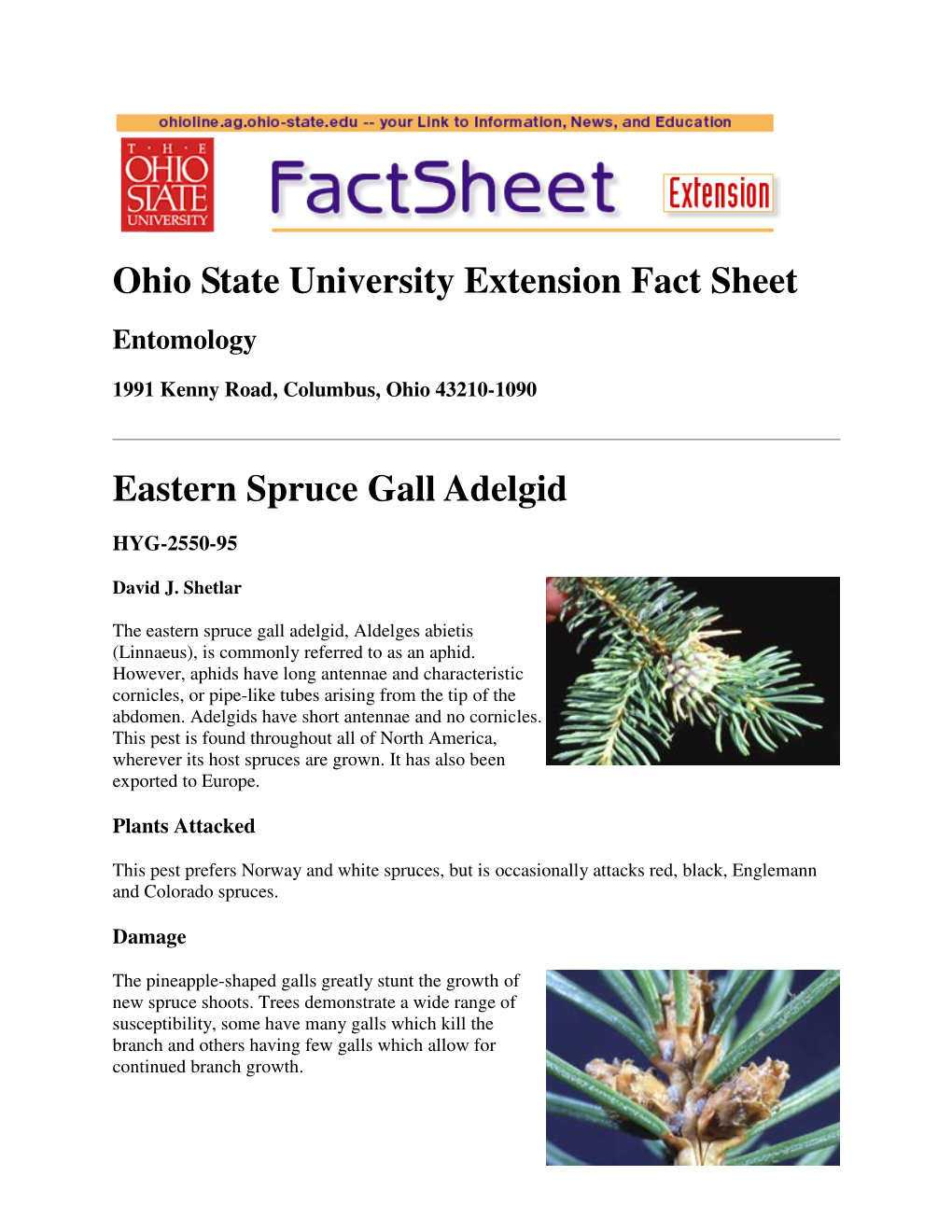 Ohio State University Extension Fact Sheet Eastern Spruce Gall Adelgid