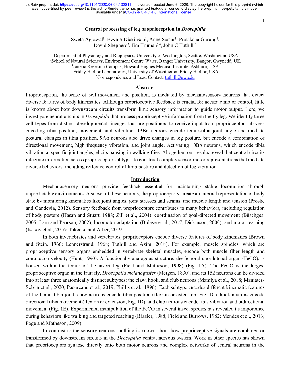 Central Processing of Leg Proprioception in Drosophila