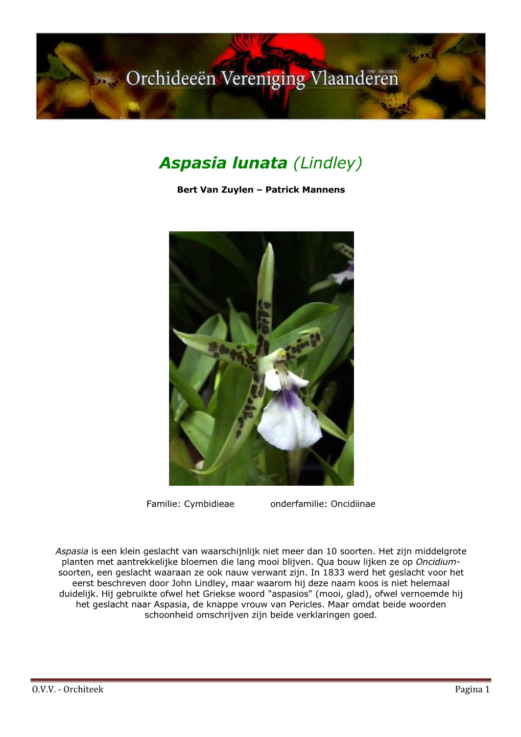 Aspasia Lunata (Lindley)