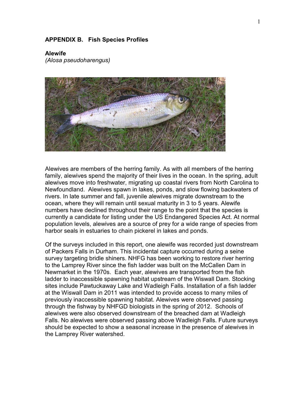 1 APPENDIX B. Fish Species Profiles Alewife (Alosa Pseudoharengus)