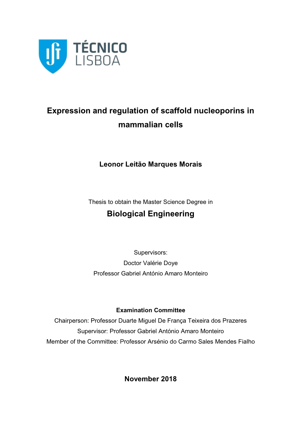 Expression and Regulation of Scaffold Nucleoporins in Mammalian Cells