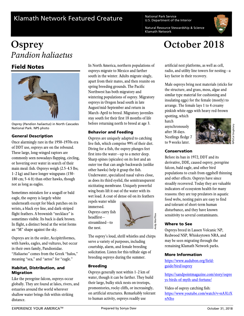 KLMN Featured Creature Oct 2018 Osprey