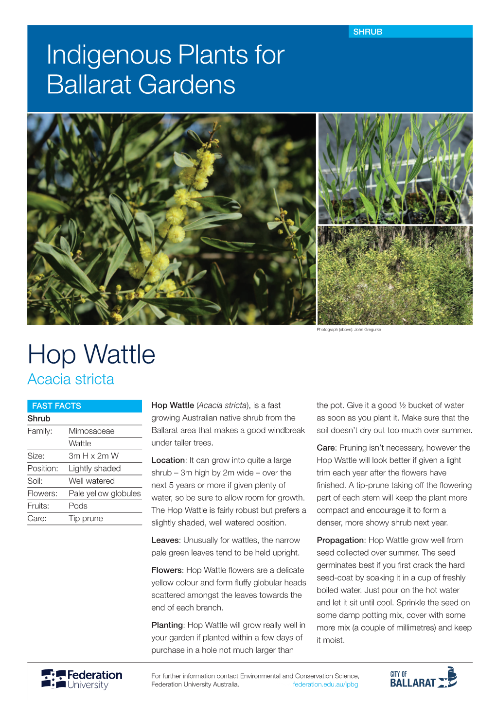 Hop Wattle Indigenous Plants for Ballarat Gardens