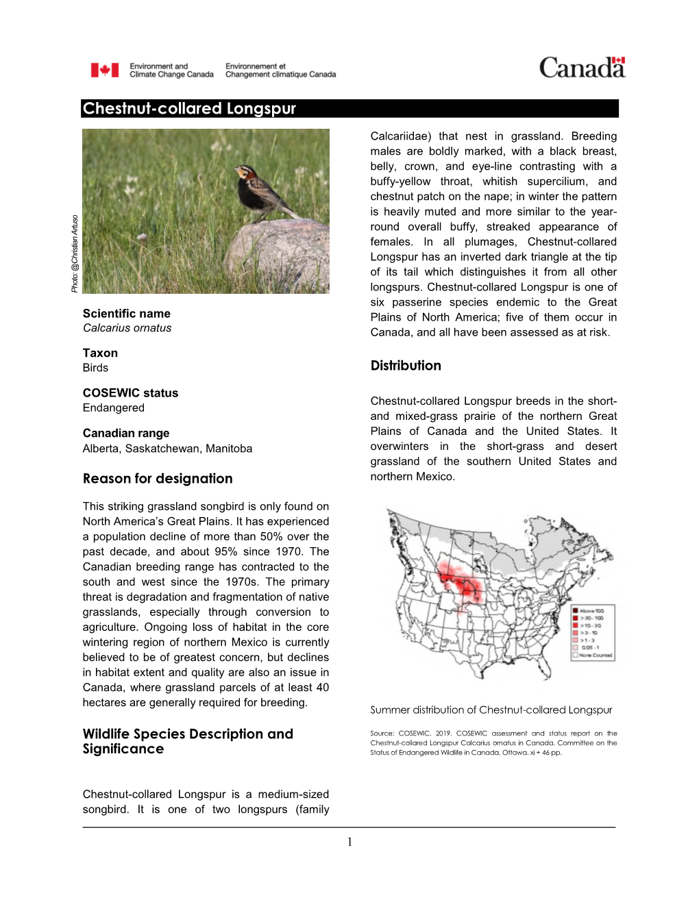 Chestnut-Collared Longspur