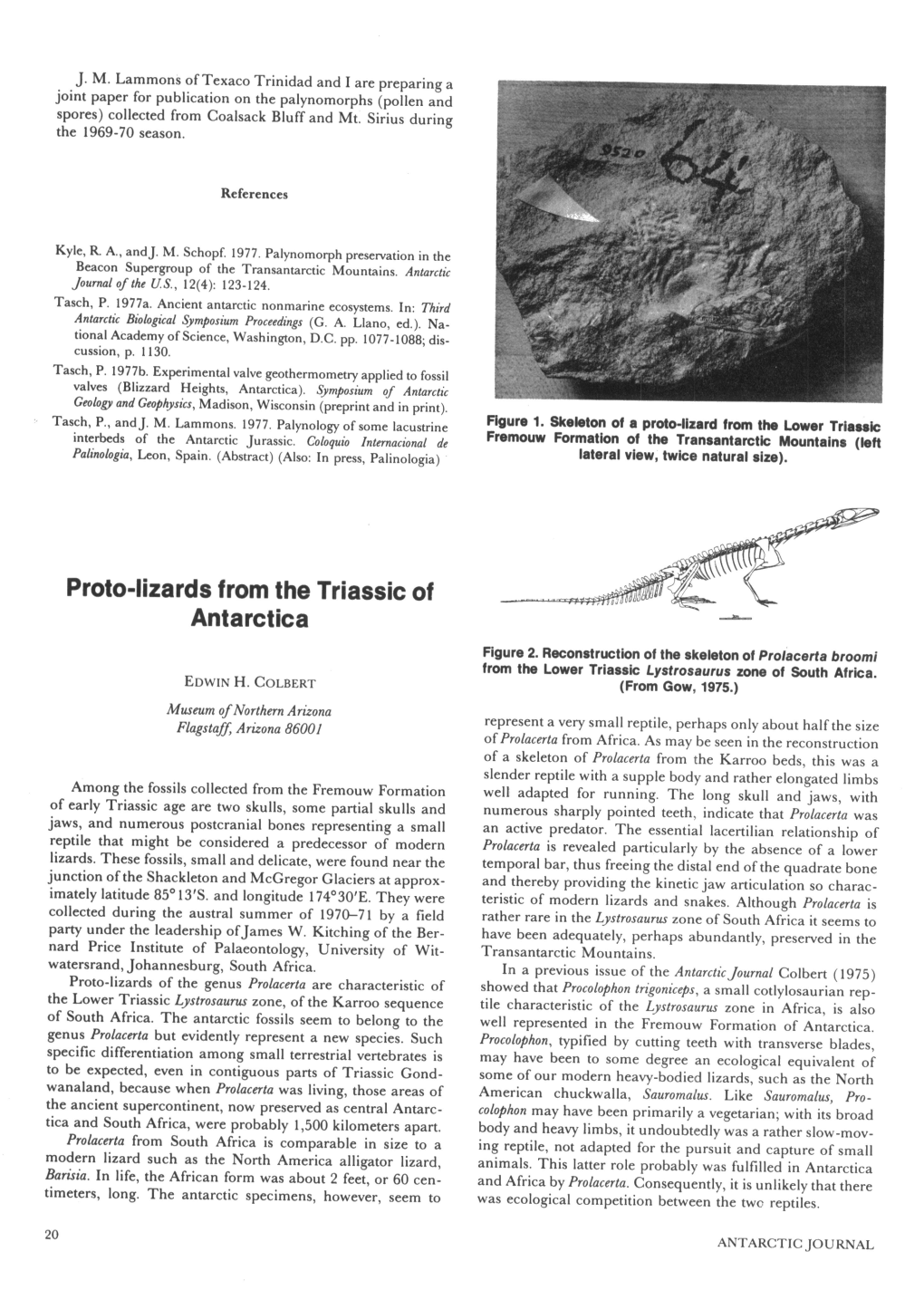 Proto-Lizards from the Triassic of Antarctica Figure 2