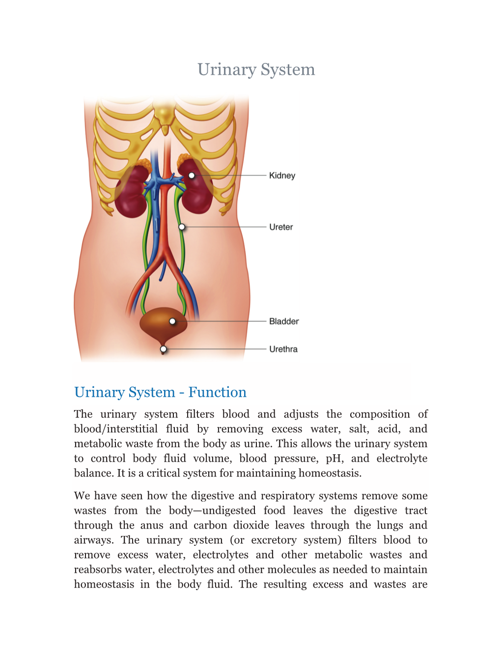 Urinary System