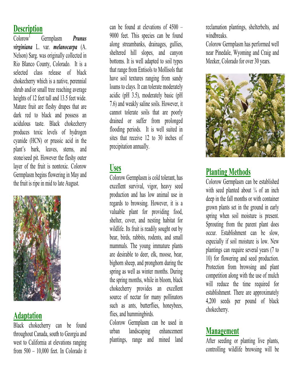 Colorow Germplasm Black Chokecherry Release Brochure