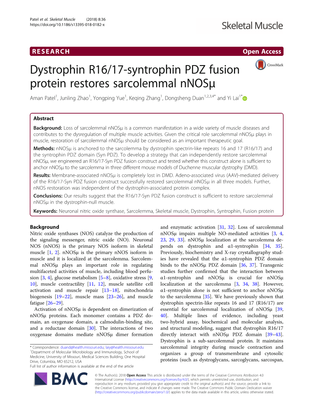 Dystrophin R16/17-Syntrophin PDZ Fusion Protein Restores Sarcolemmal