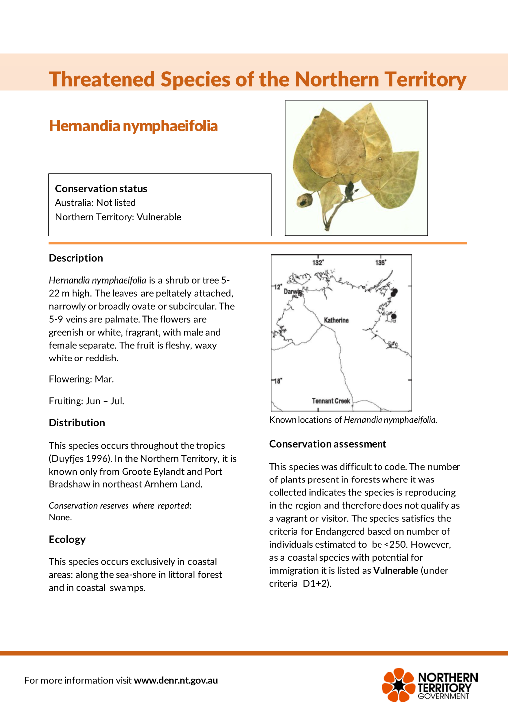 Hernandia Nymphaeifolia