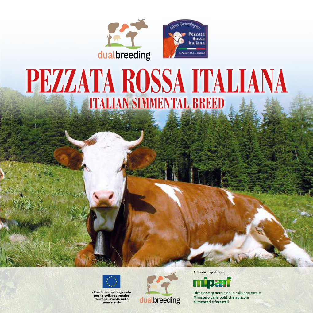 Italian Simmental Breed