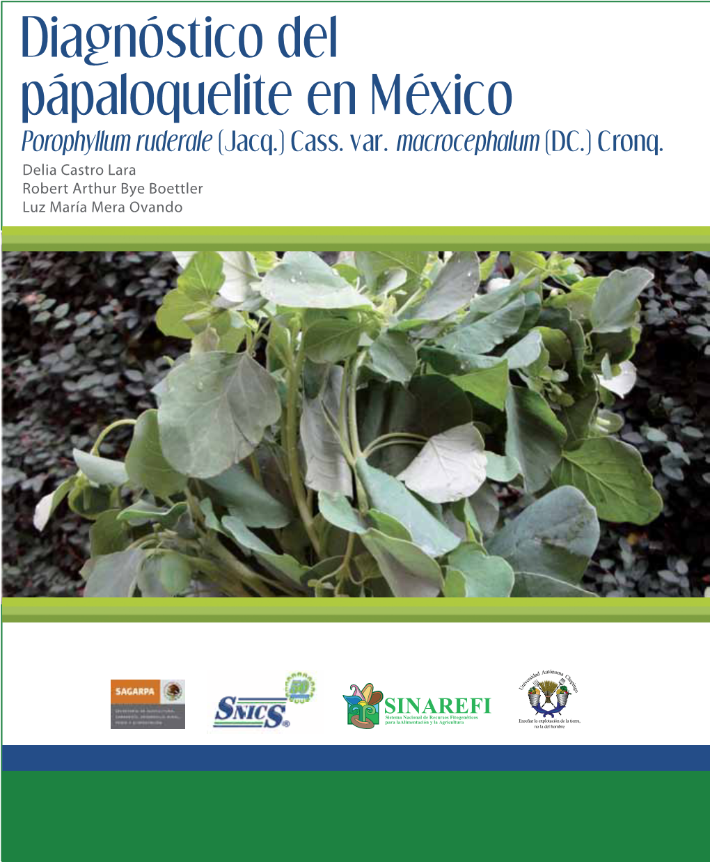 Diagnóstico Del Pápaloquelite En México Porophyllum Ruderale (Jacq.) Cass