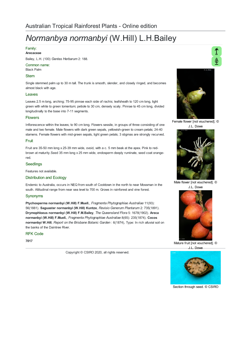 Normanbya Normanbyi (W.Hill) L.H.Bailey Family: Arecaceae Bailey, L.H