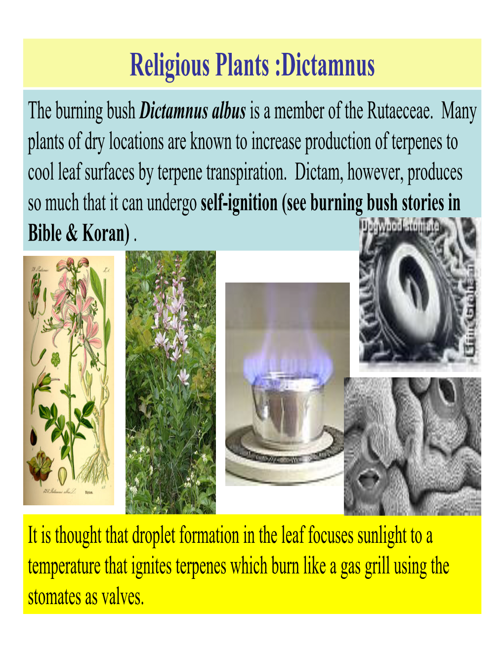 Religious Plants :Dictamnus the Burning Bush Dictamnus Albus Is a Member of the Rutaeceae