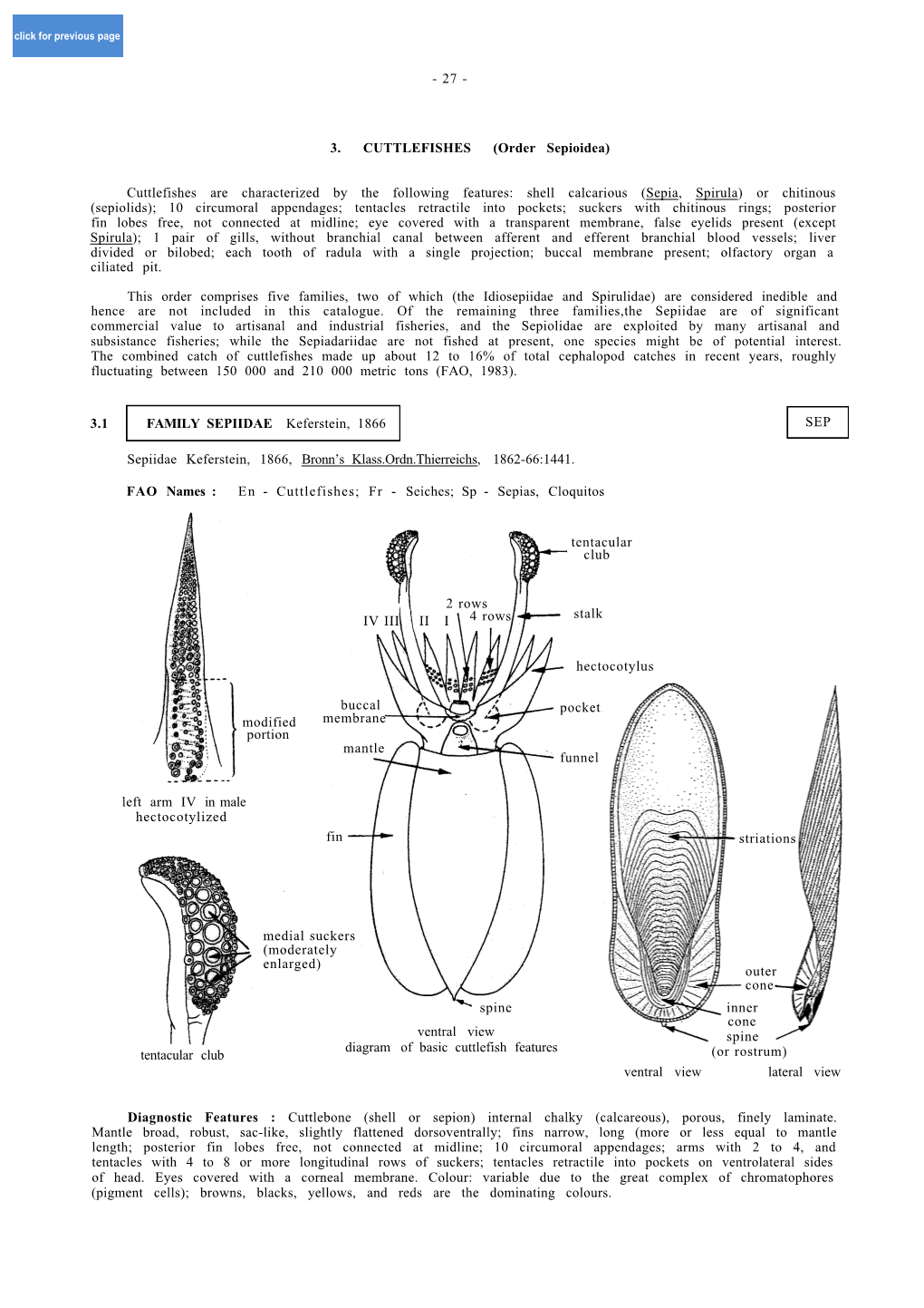 Ventral View Lateral View Diagnostic Features : Cuttlebone (Shell Or