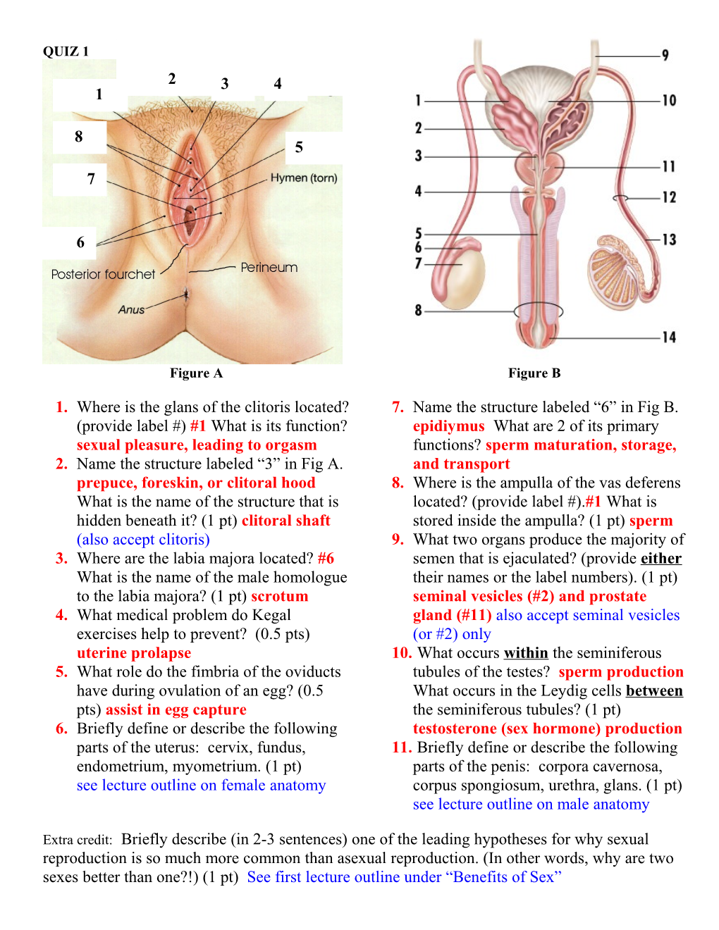 4. What Medical Problem Do Kegal Exercises Help to Prevent? (0.5 Pts) Uterine Prolapse