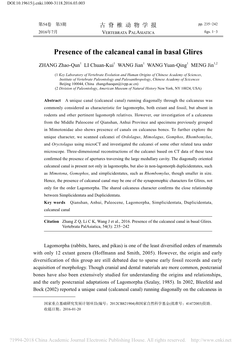 Presence of the Calcaneal Canal in Basal Glires