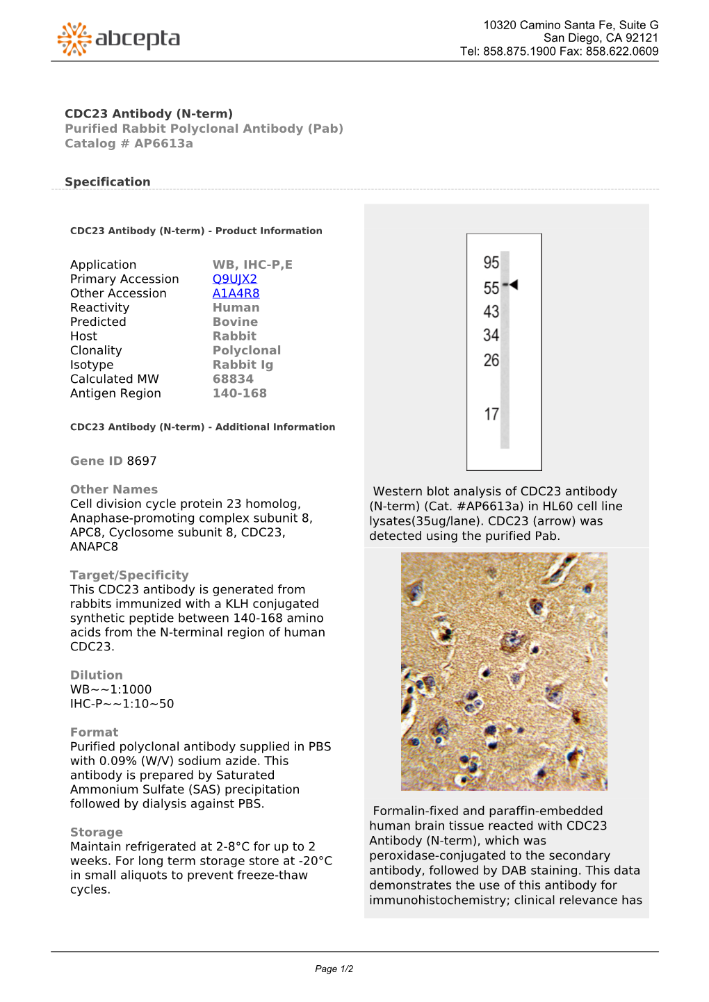 CDC23 Antibody (N-Term) Purified Rabbit Polyclonal Antibody (Pab) Catalog # Ap6613a