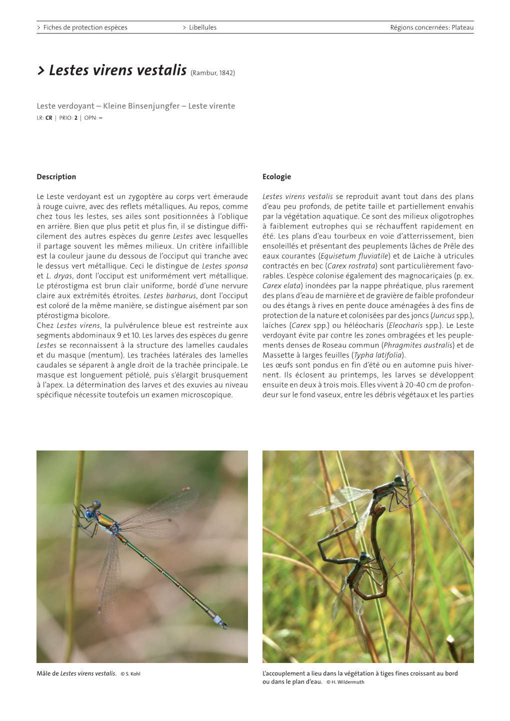 Fiches De Protection Espèces – Libellules – Lestes Virens Vestalis