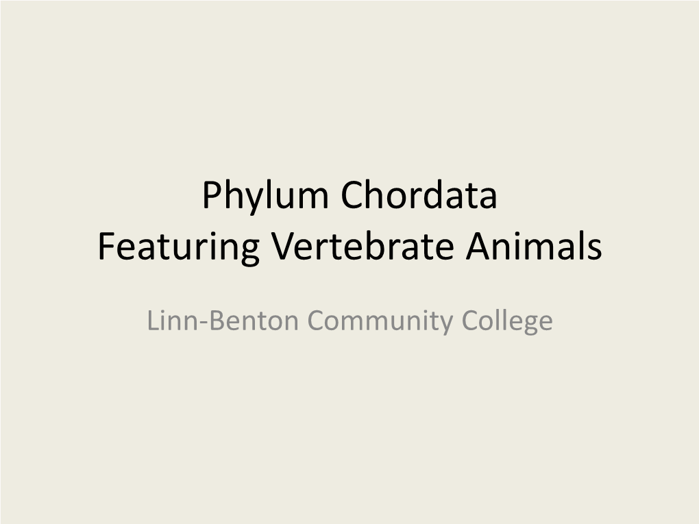 Phylum Chordata Featuring Vertebrate Animals