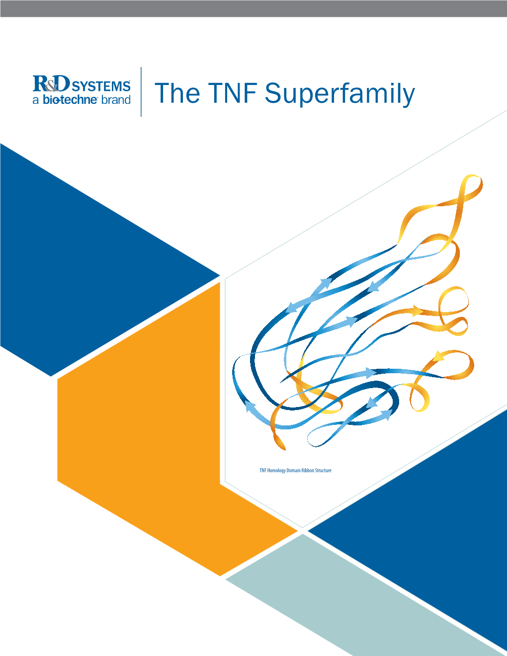 The TNF Superfamily