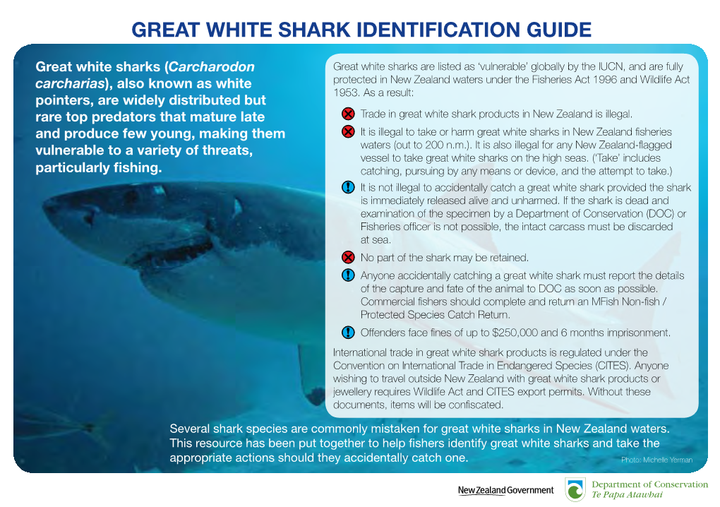 Great White Shark Identification Guide