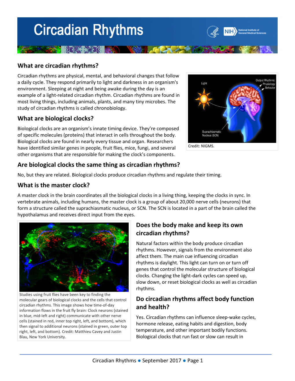 Circadian Rhythms