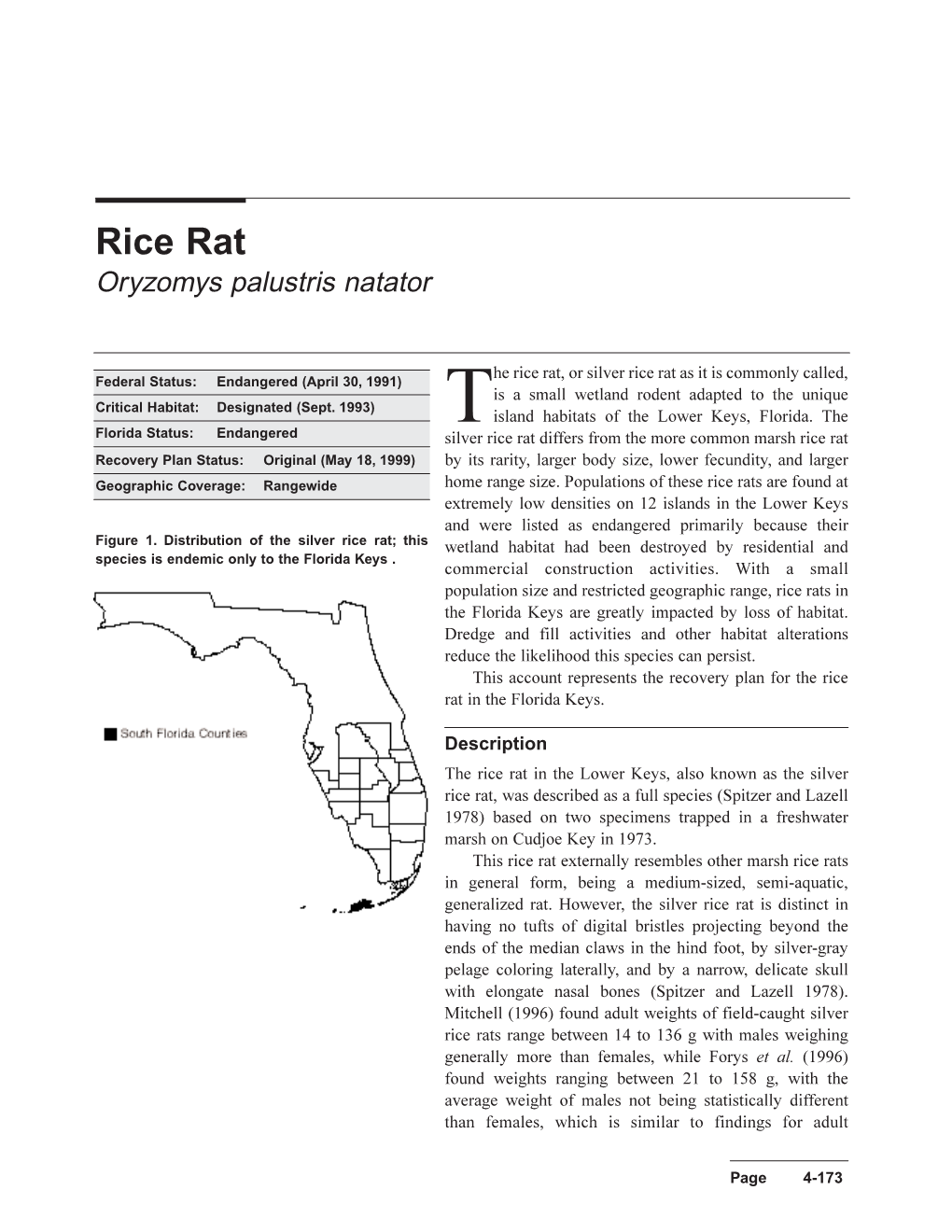 Rice Rat Oryzomys Palustris Natator