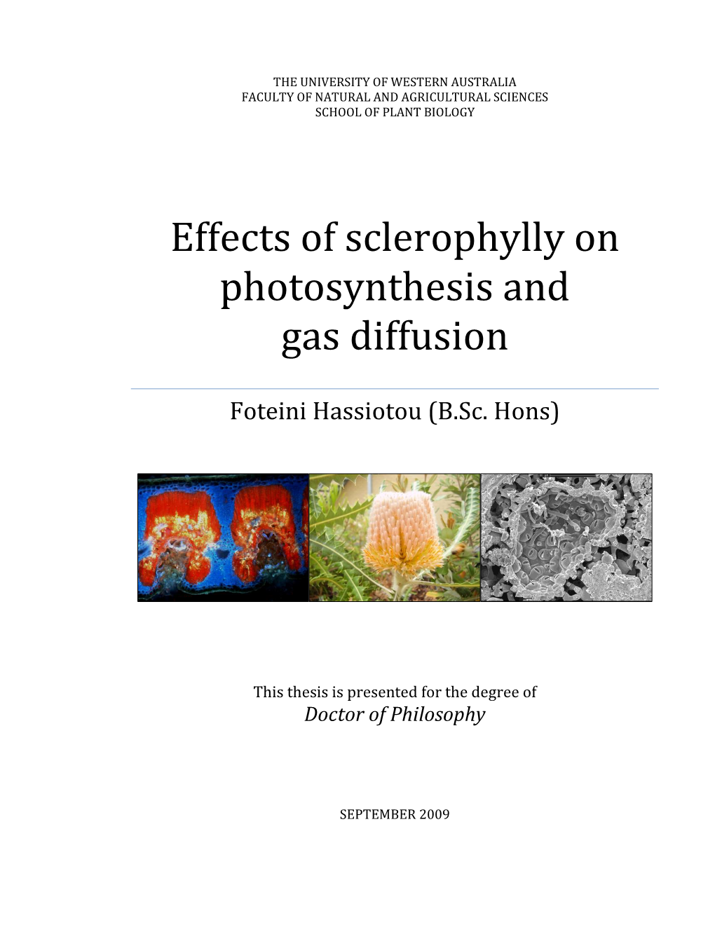 Effects of Sclerophylly on Photosynthesis and Gas Diffusion