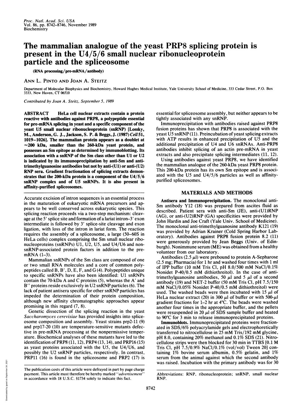 The Mammalian Analogue of the Yeast PRP8 Splicing Protein Is Present In