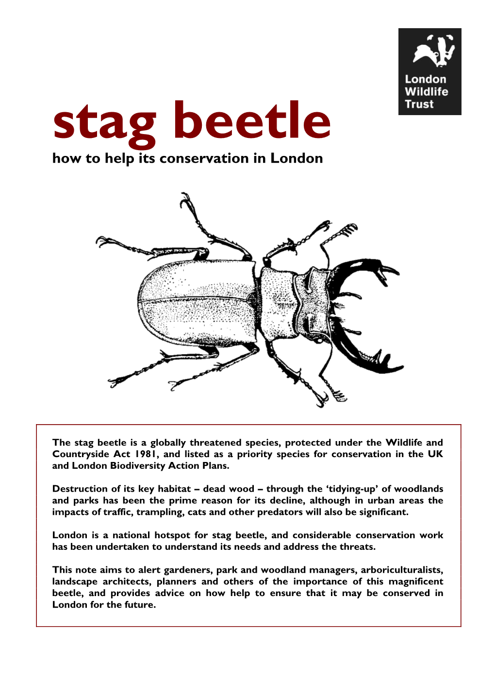 How to Help Stag Beetles