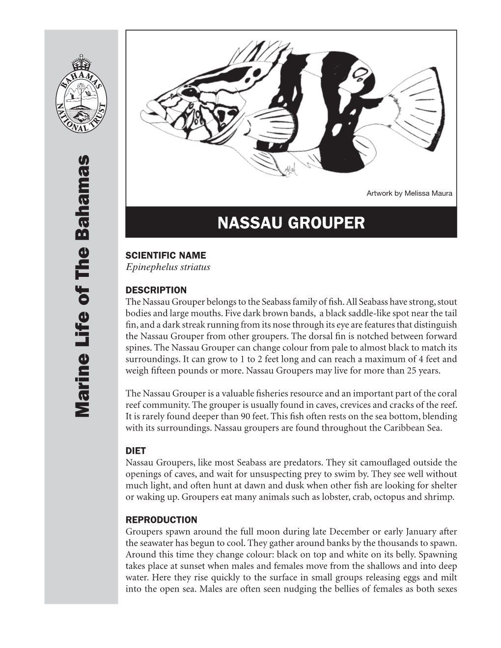 Nassau Groupers, Like Mostseabass Are Predators