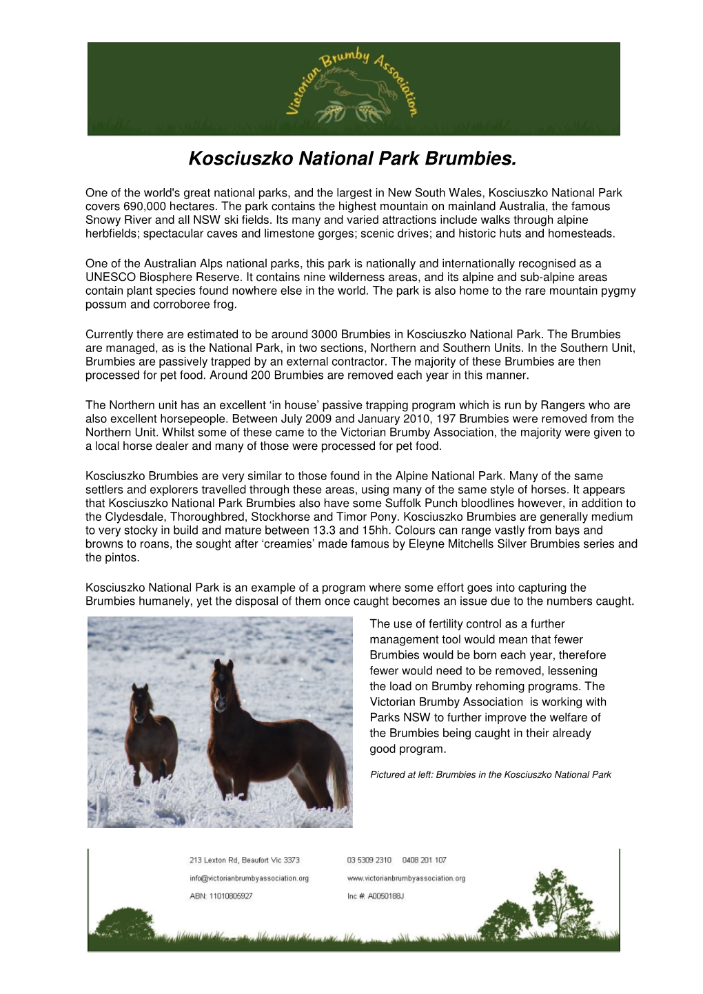 Kosciuszko National Park Brumbies