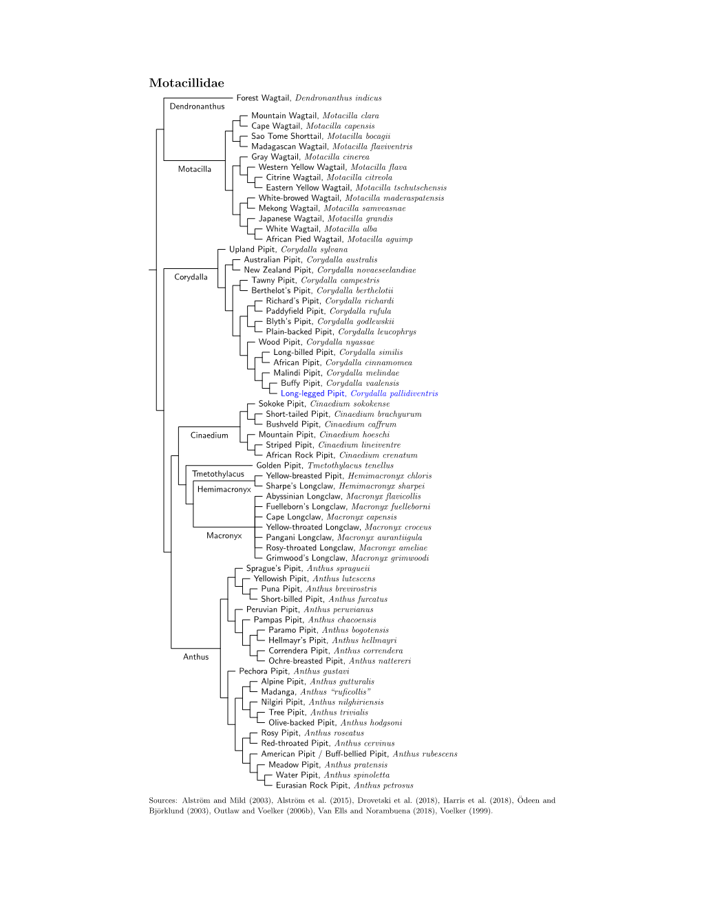 Motacillidae Species Tree