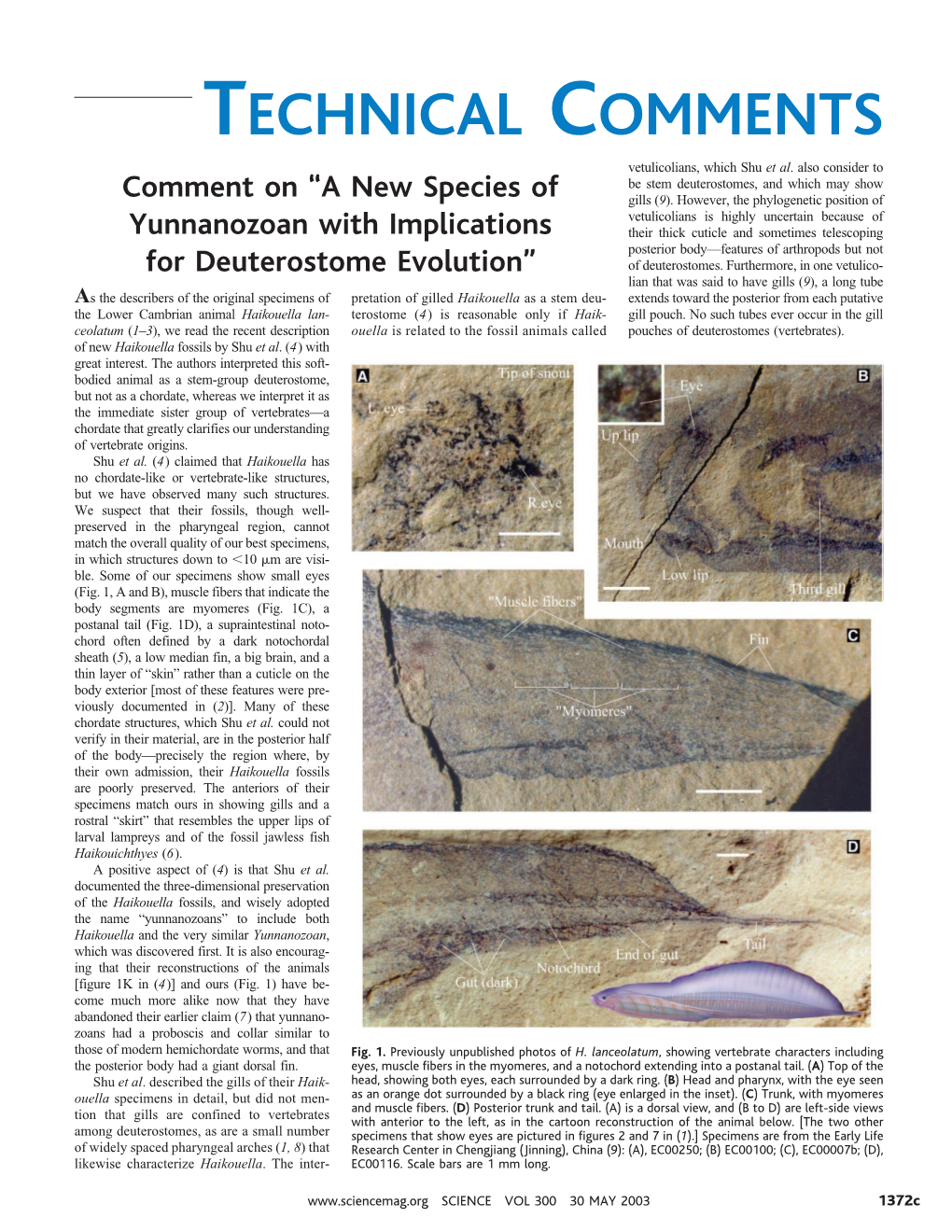 TECHNICAL COMMENTS Vetulicolians, Which Shu Et Al