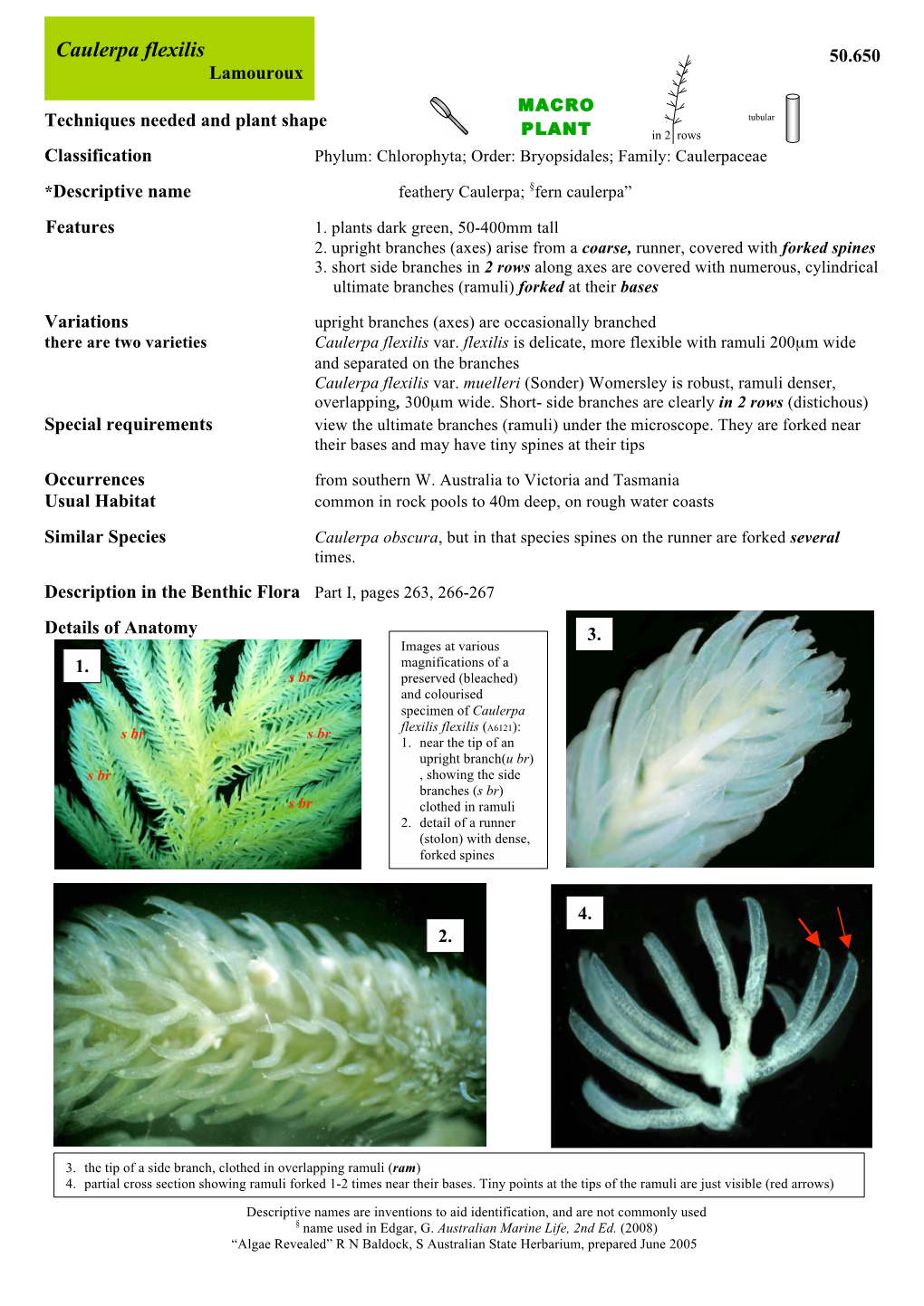 Caulerpa Flexilis