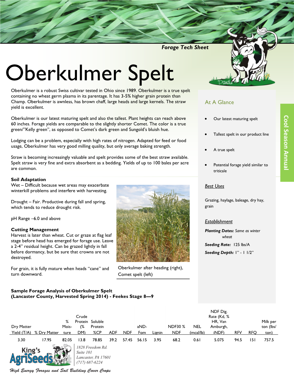 Oberkulmer Spelt Oberkulmer Is a Robust Swiss Cultivar Tested in Ohio Since 1989