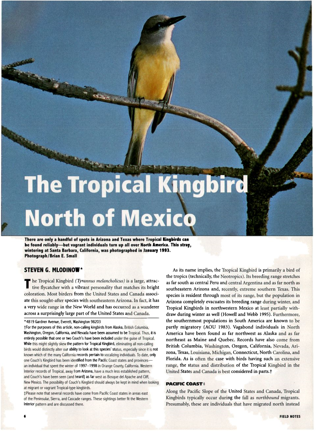 The Tropical Kingbird North of Mexico
