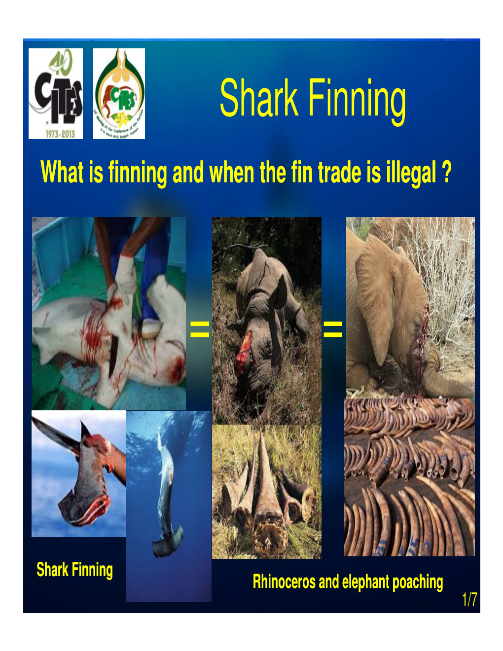 Shark Finning